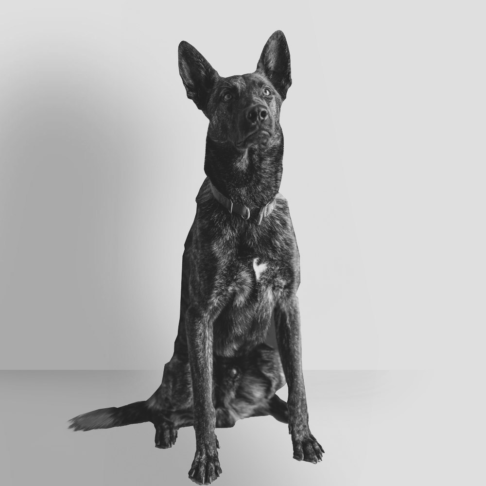 Ozzy the Dutch Shepherd